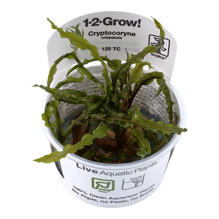 [125 TC] 1-2-Grow! Cryptocoryne crispatula