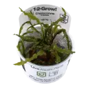 1-2-Grow! Cryptocoryne crispatula