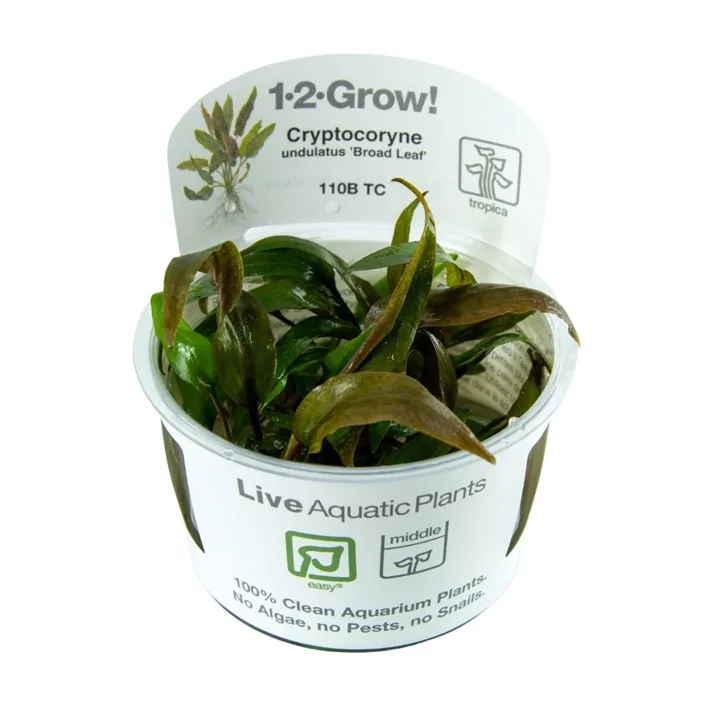 [110B TC] 1-2-Grow! Cryptocoryne undulata 'Broad Leaf'