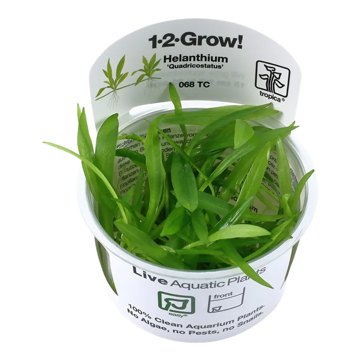 [068 TC] 1-2-Grow! Helanthium bolivianum 'Quadricostatus' or Echinodorus 'Quadricostatus'