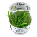 1-2-Grow! Helanthium bolivianum 'Quadricostatus' or Echinodorus 'Quadricostatus'