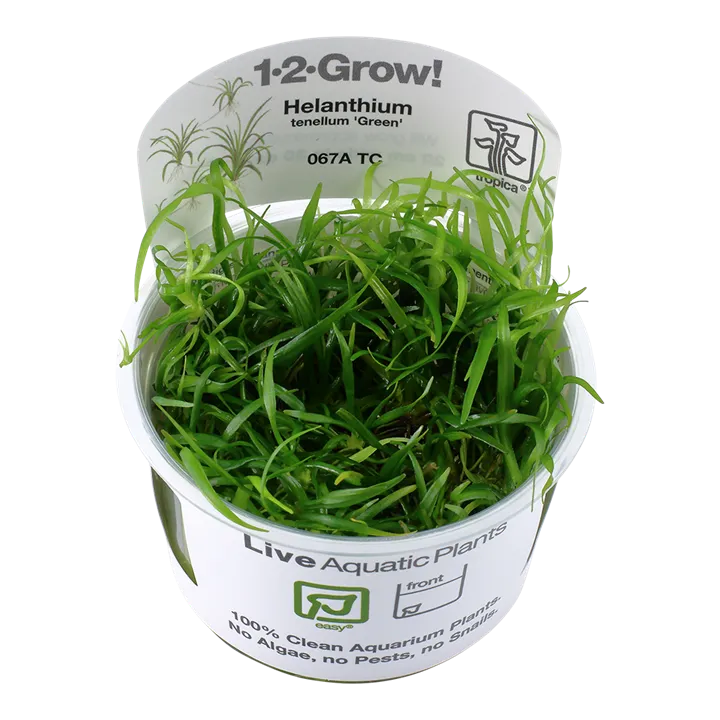 [067A TC] 1-2-Grow! Helanthium tenellum 'Green' or Echinodorus tenellus 'Green'