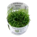 1-2-Grow! Helanthium tenellum 'Green' or Echinodorus tenellus 'Green'