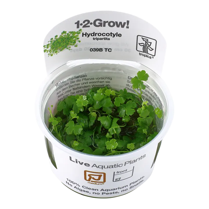 [039B TC] 1-2-Grow! Hydrocotyle tripartita