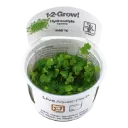 1-2-Grow! Hydrocotyle tripartita