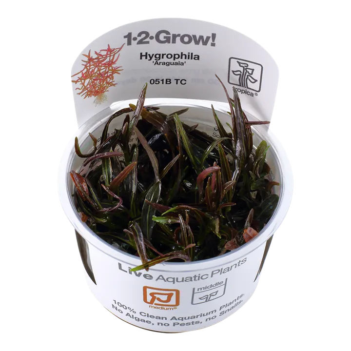 [051B TC] 1-2-Grow! Hygrophila lancea 'Araguaia'