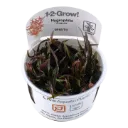 1-2-Grow! Hygrophila lancea 'Araguaia'