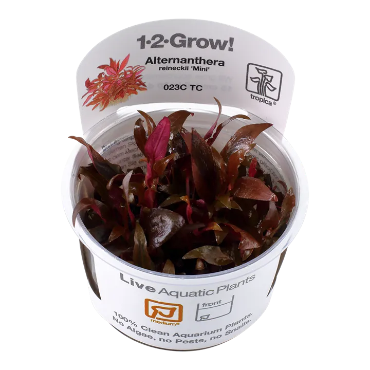[023C TC] 1-2-Grow! Alternanthera reineckii 'Mini'