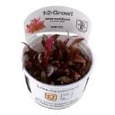 1-2-Grow! Alternanthera reineckii 'Mini'