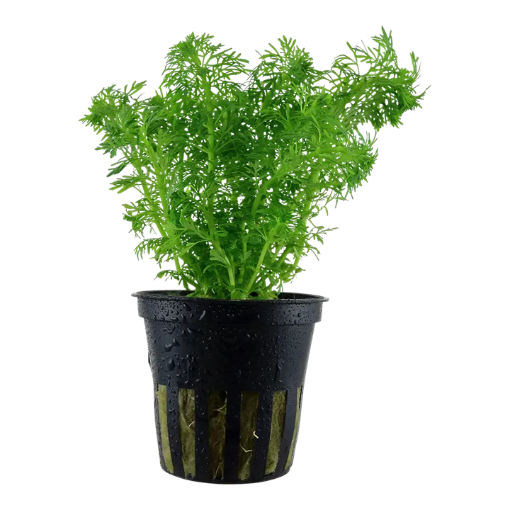 [047] Tropica | Limnophila sessiliflora or Ambulia - Pot