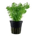 Tropica | Limnophila sessiliflora or Ambulia - Pot