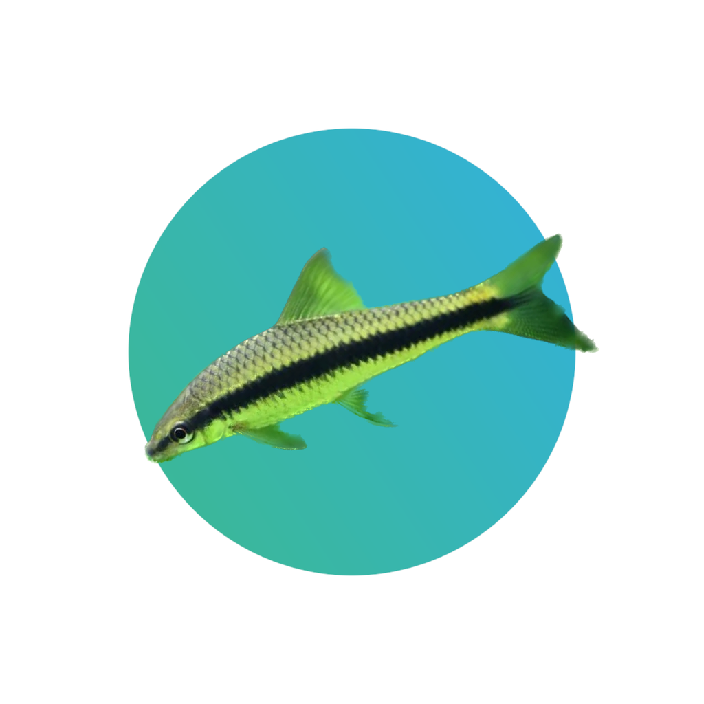 Siamese algae eater