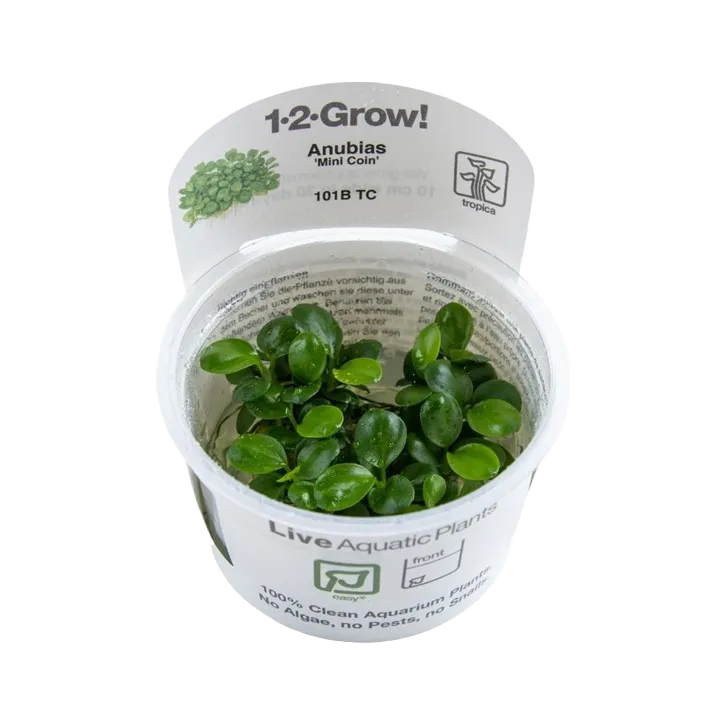 [101B TC] 1-2-Grow! Anubias barteri 'Mini Coin'