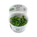 1-2-Grow! Anubias barteri 'Mini Coin'