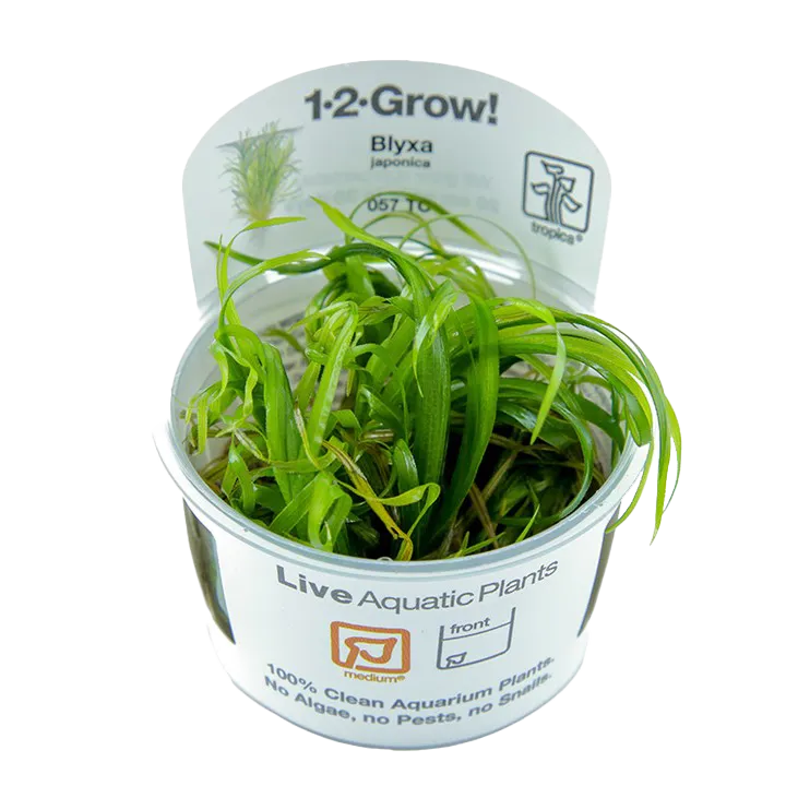 [057 TC] 1-2-Grow! Blyxa japonica