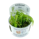 1-2-Grow! Blyxa japonica