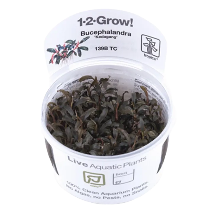 [139B TC] 1-2-Grow! Bucephalandra 'Kedagang'
