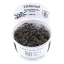 1-2-Grow! Bucephalandra 'Kedagang'