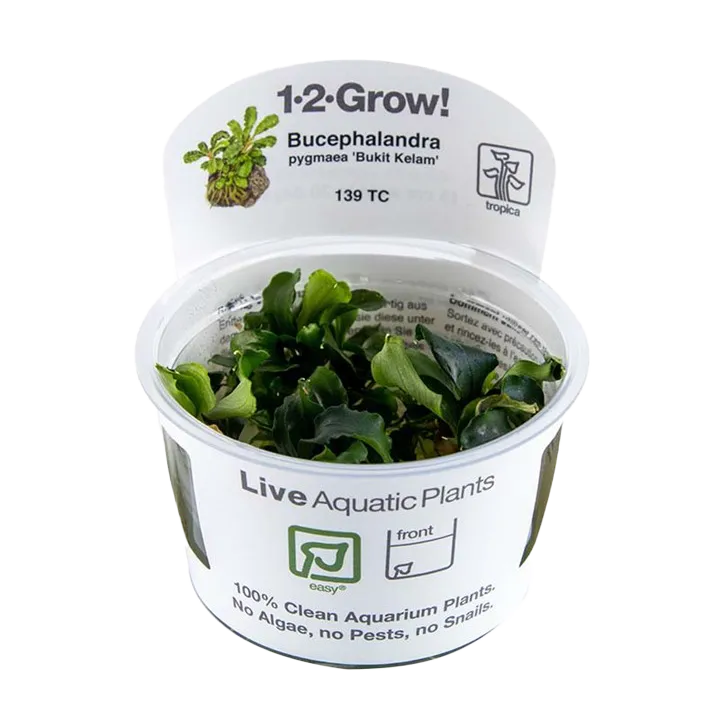 [139 TC] 1-2-Grow! Bucephalandra pygmaea 'Bukit Kelam' or 'Wavy Green'