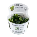 1-2-Grow! Bucephalandra pygmaea 'Bukit Kelam' or 'Wavy Green'