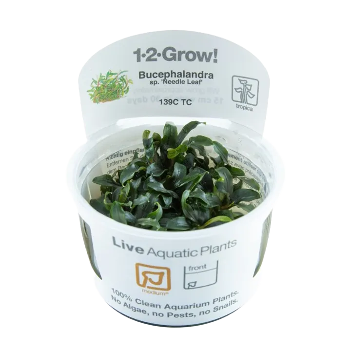 [139C TC] 1-2-Grow! Bucephalandra sp. 'Needle Leaf'