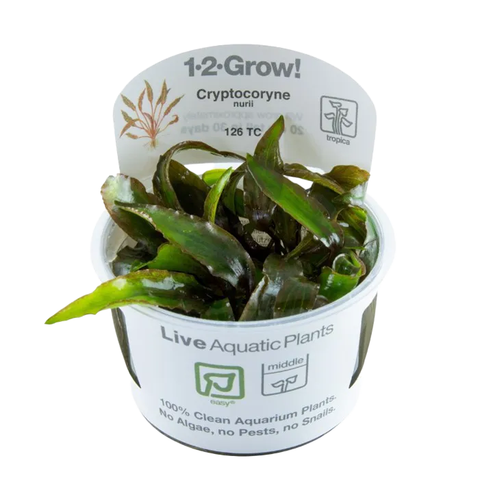 [126 TC] 1-2-Grow! Cryptocoryne nurii