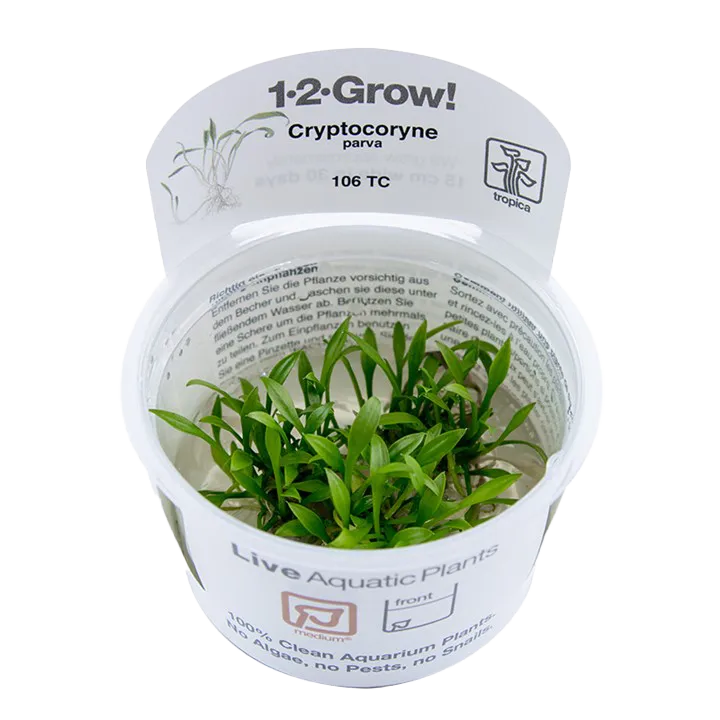 [106 TC] 1-2-Grow! Cryptocoryne parva