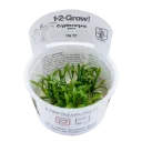 1-2-Grow! Cryptocoryne parva