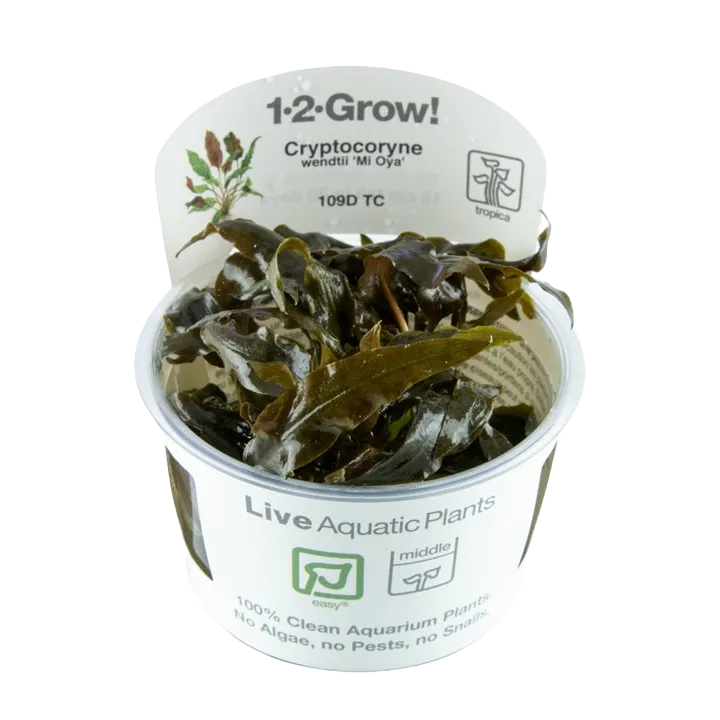 [109D TC] 1-2-Grow! Cryptocoryne wendtii 'Mi Oya'