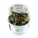 1-2-Grow! Cryptocoryne wendtii 'Mi Oya'