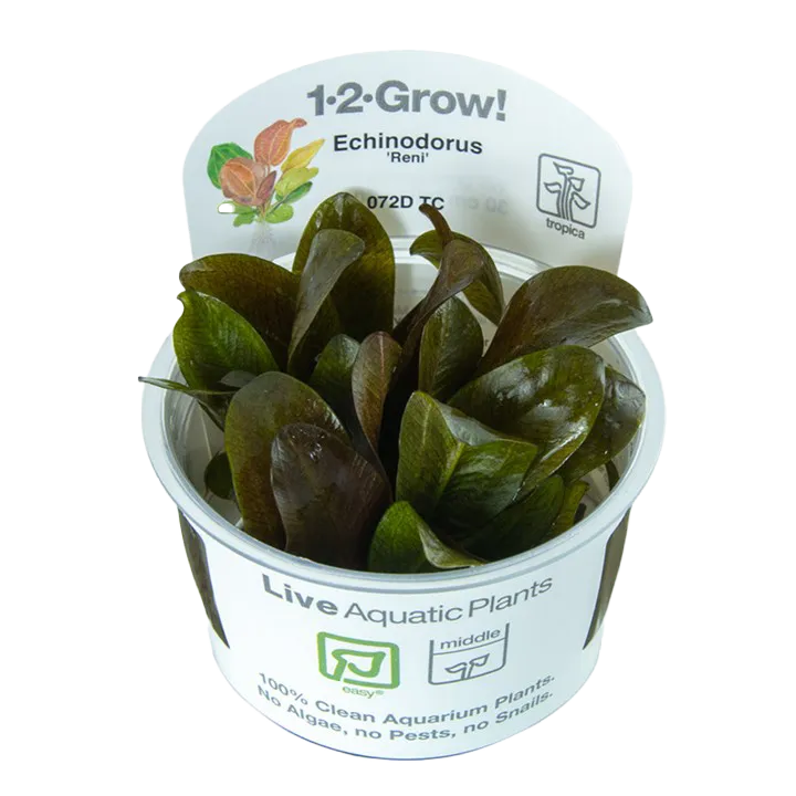 [072D TC] 1-2-Grow! Echinodorus 'Reni'