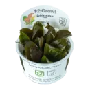 1-2-Grow! Echinodorus 'Reni'