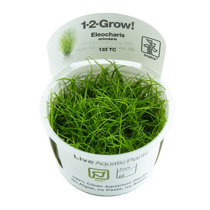 [133 TC] 1-2-Grow! Eleocharis acicularis