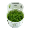 1-2-Grow! Eleocharis acicularis