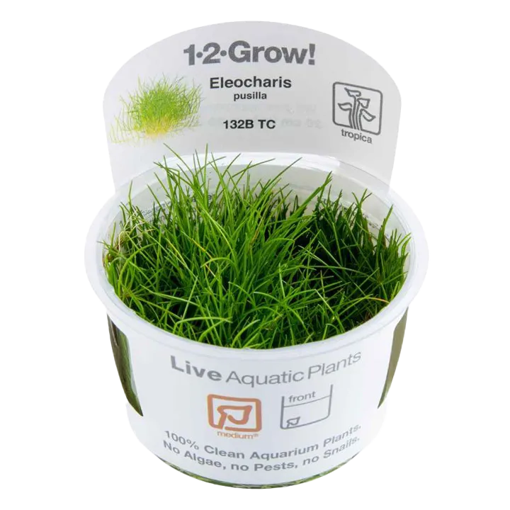 [132B TC] 1-2-Grow! Eleocharis pusilla or Eleocharis acicularis 'Mini'