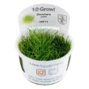1-2-Grow! Eleocharis pusilla or Eleocharis acicularis 'Mini'