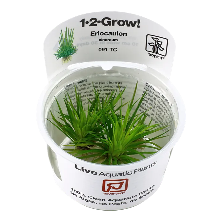 [091 TC] 1-2-Grow! Eriocaulon cinereum