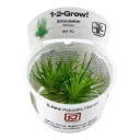 1-2-Grow! Eriocaulon cinereum