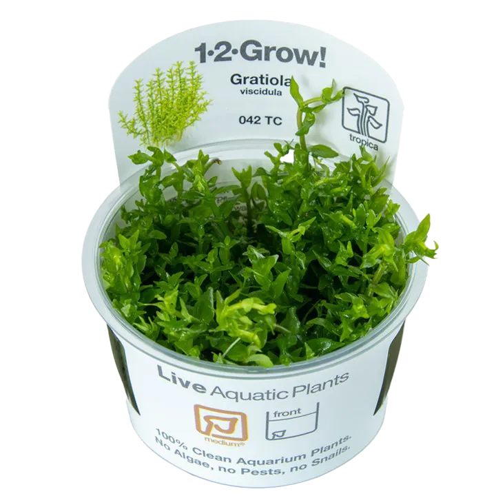 [042 TC] 1-2-Grow! Gratiola viscidula