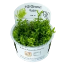 1-2-Grow! Gratiola viscidula