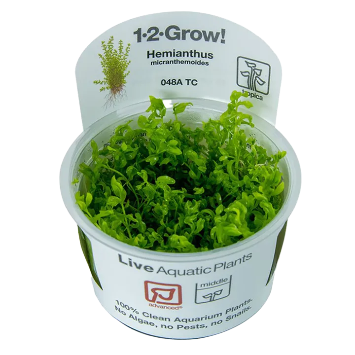 [048A TC] 1-2-Grow! Hemianthus micranthemoides or Micranthemum micranthemoides 'Pearlweed'