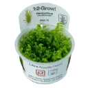 1-2-Grow! Hemianthus micranthemoides or Micranthemum micranthemoides 'Pearlweed'