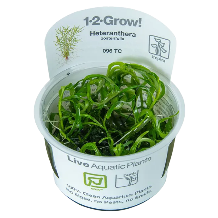 [096 TC] 1-2-Grow! Heteranthera zosterifolia