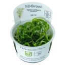 1-2-Grow! Heteranthera zosterifolia