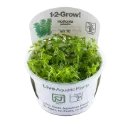 1-2-Grow! Hottonia palustris