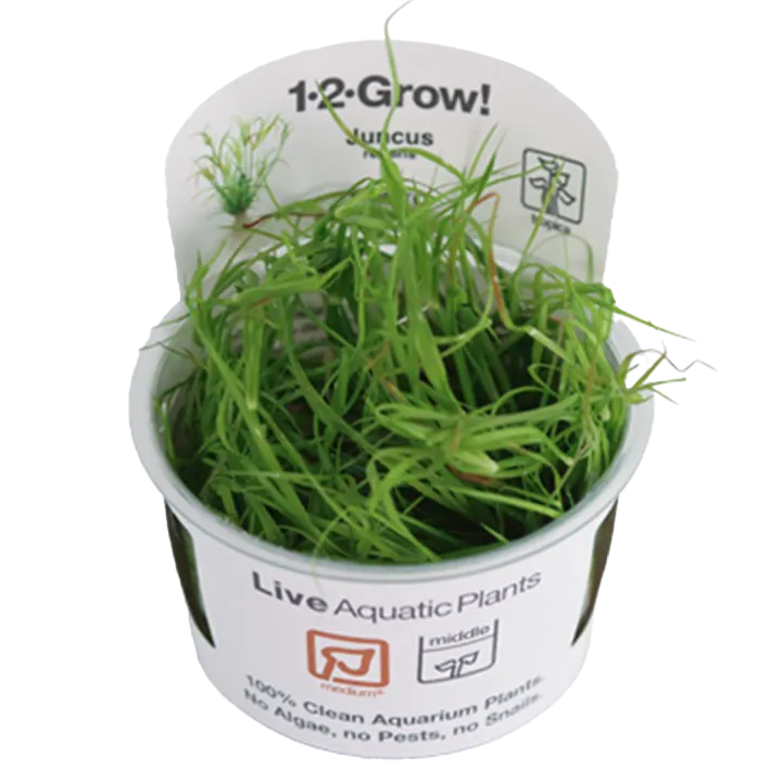 [133F TC] 1-2-Grow! Juncus repens