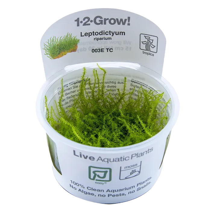 [003E TC] 1-2-Grow! Leptodictyum riparium