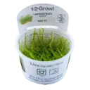 1-2-Grow! Leptodictyum riparium