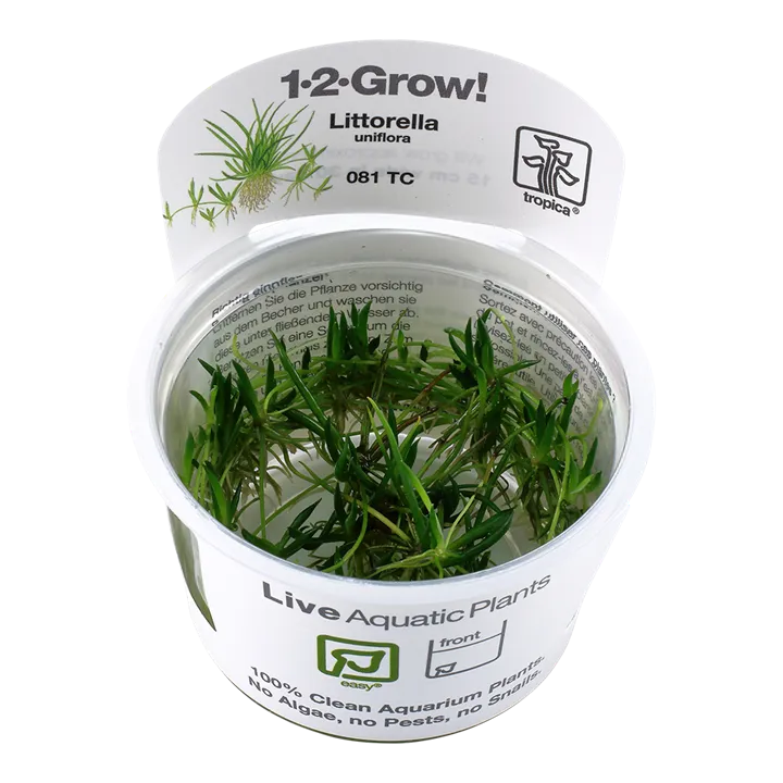 [081 TC] 1-2-Grow! Littorella uniflora