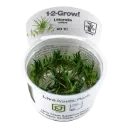 1-2-Grow! Littorella uniflora